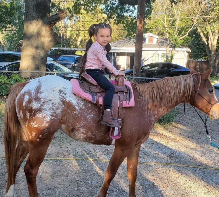 Air Ponies- Mobile petting zoo,pony rides and more (Mabank,&nbspTX)